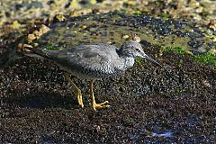 Wandering Tattler